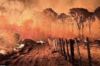 Incendios no Pantanal Aumentam 974 em 2024 Revela Inpe.jpg