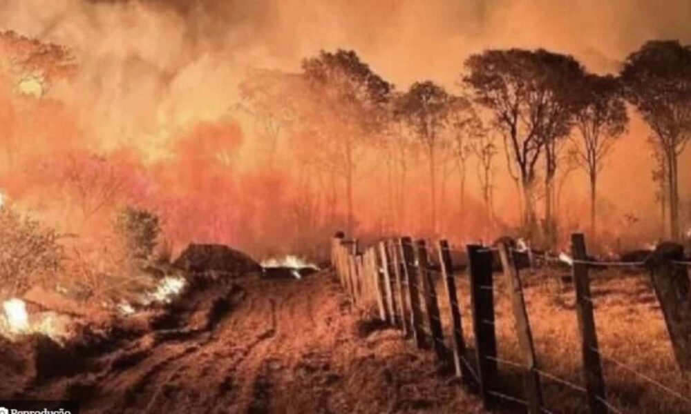 Incendios no Pantanal Aumentam 974 em 2024 Revela Inpe.jpg