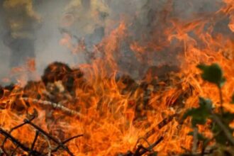 Incendios no Pantanal Brasil registra quase mil focos de fogo.jpg