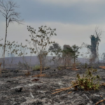 Fogo destruiu vegetação em Altinópolis, SP — Foto: Eduardo Poiares/Secretário da Administração e Finanças de Altinópolis (SP)