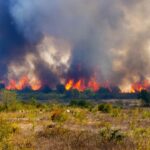 3 anos de recuperacao as consequencias do fogo para o.jpg