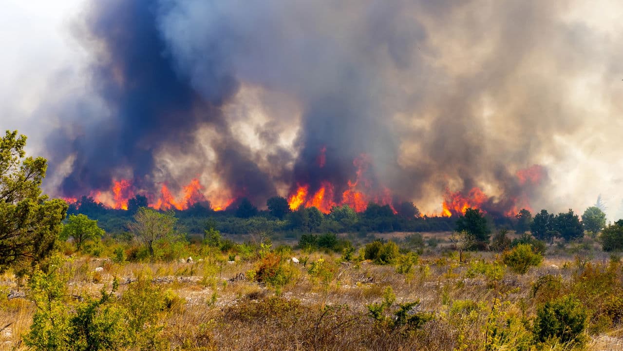 3 anos de recuperacao as consequencias do fogo para o.jpg