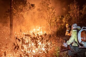 queimadas-incendios-florestais-99-sao-provocadas-por-humanos-mayangdi-inzalgarat-ibama-tvt-news