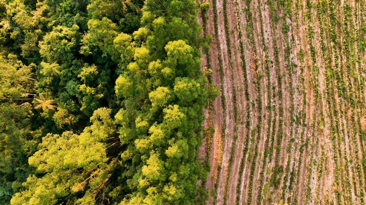 Confira o ranking de cidades mais ricas do agro no.jpeg