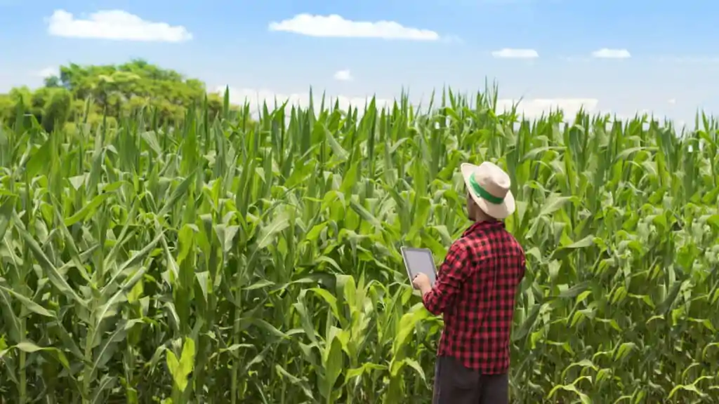 1732555584 117 As cidades que lideram o agronegocio brasileiro descubra quem esta