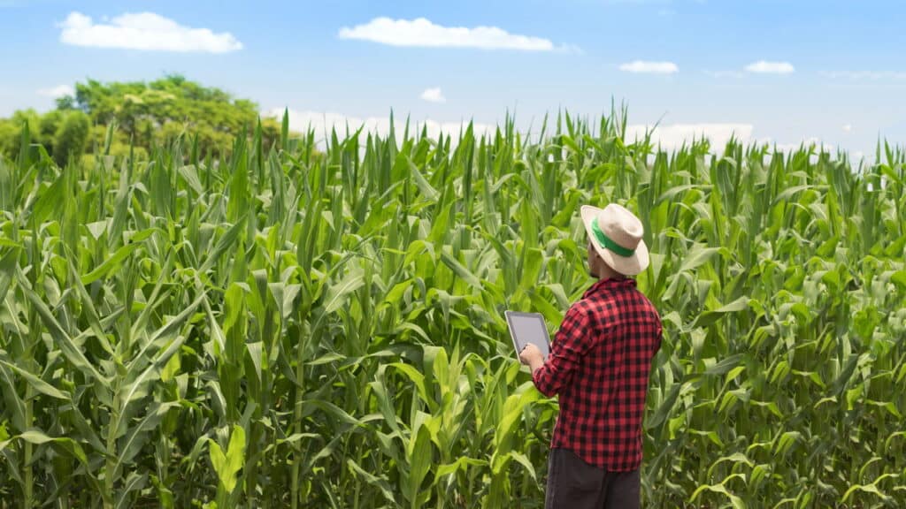 PIB do agro cai veja os novos dados do IBGE.jpg