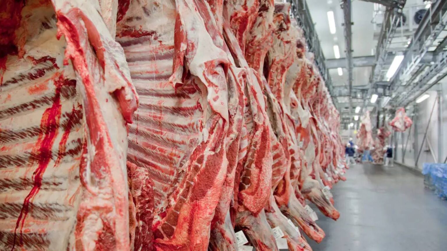 brasil-bate-recorde-de-exportacao-de-carne-bovina-em-2024-china-segue-como-principal-destino-da-carne-bovina-brasileira-foto-divulgacao-abeic-tvt-news