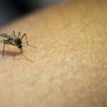 dengue-especialista-ensina-como-usar-agua-sanitaria-no-combate-ao-aedes-aegypti-no-verao-aumenta-o-risco-da-dengue-aprenda-a-proteger-sua-casa-do-mosquito-transmissor-foto-freepik-tvt-news