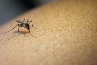 dengue-especialista-ensina-como-usar-agua-sanitaria-no-combate-ao-aedes-aegypti-no-verao-aumenta-o-risco-da-dengue-aprenda-a-proteger-sua-casa-do-mosquito-transmissor-foto-freepik-tvt-news