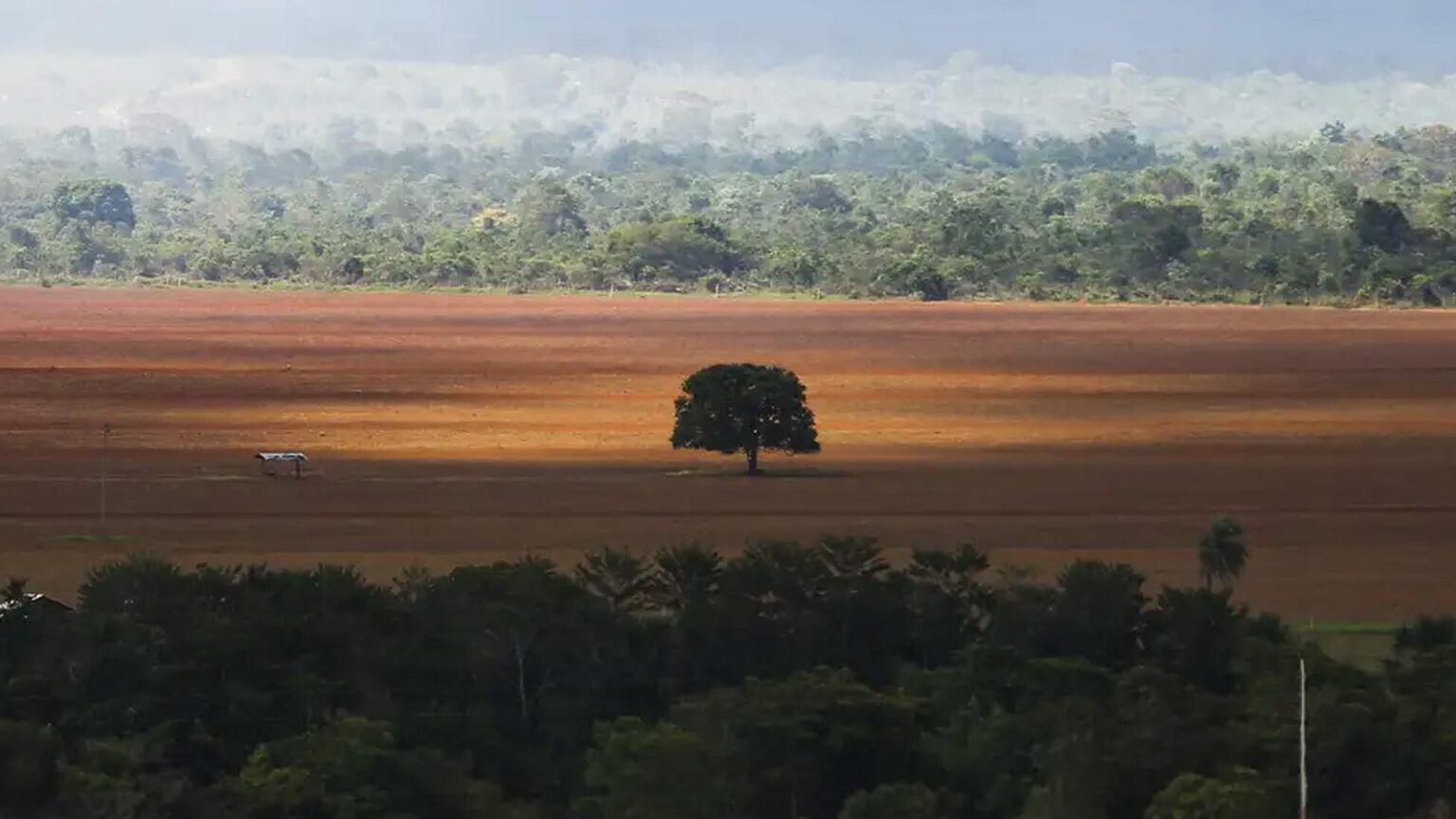 desmatamento-no-cerrado-caiu-33-em-2024-mas-ainda-e-elevado-dados-sao-do-sistema-de-alerta-de-desmatamento-do-cerrado-sad-cerrado-marcelo-camargo-agencia-brasil-tvt-news