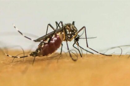 brasil-ultrapassa-1-milhao-de-casos-provaveis-de-dengue-em-2025-maior-parte-dos-casos-provaveis-se-concentra-na-faixa-etaria-de-20-a-29-anos-foto-ebc-tvt-news