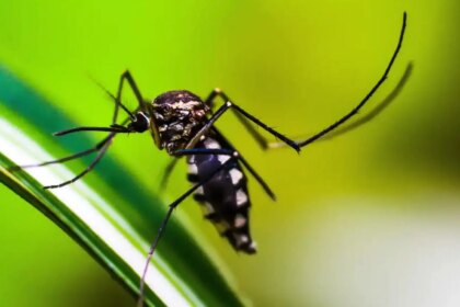 ministerio-da-saude-quer-incorporar-vacina-contra-chikungunya-ao-sus