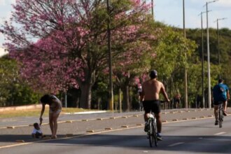 dois-tercos-dos-brasileiros-moram-em-ruas-arborizadas-mato-grosso-do-sul-e-o-unico-estado-com-percentual-acima-de-90-foto-fabio-rodrigues-pozzebom-abr-tvt-news