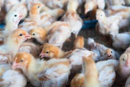 Governo prorroga estado de emergencia zoossanitaria devido a gripe aviaria.jpg