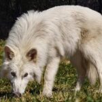 lobo-terrivel-e-possivel-desextinguir-especies-um-dos-filhotes-de-lobo-terrivel-agora-com-cinco-meses-colossal-biosciences-tvt-news