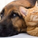 rg-animal-governo-lula-lanca-programa-e-documento-de-identificacao-para-pets-propatinhas-e-sinpatinhas-sao-novas-iniciativas-para-proteger-os-animais-domesticos-reproducao-camara-dos-deputados-tvt-news