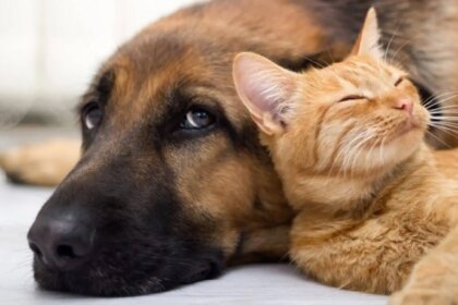 rg-animal-governo-lula-lanca-programa-e-documento-de-identificacao-para-pets-propatinhas-e-sinpatinhas-sao-novas-iniciativas-para-proteger-os-animais-domesticos-reproducao-camara-dos-deputados-tvt-news