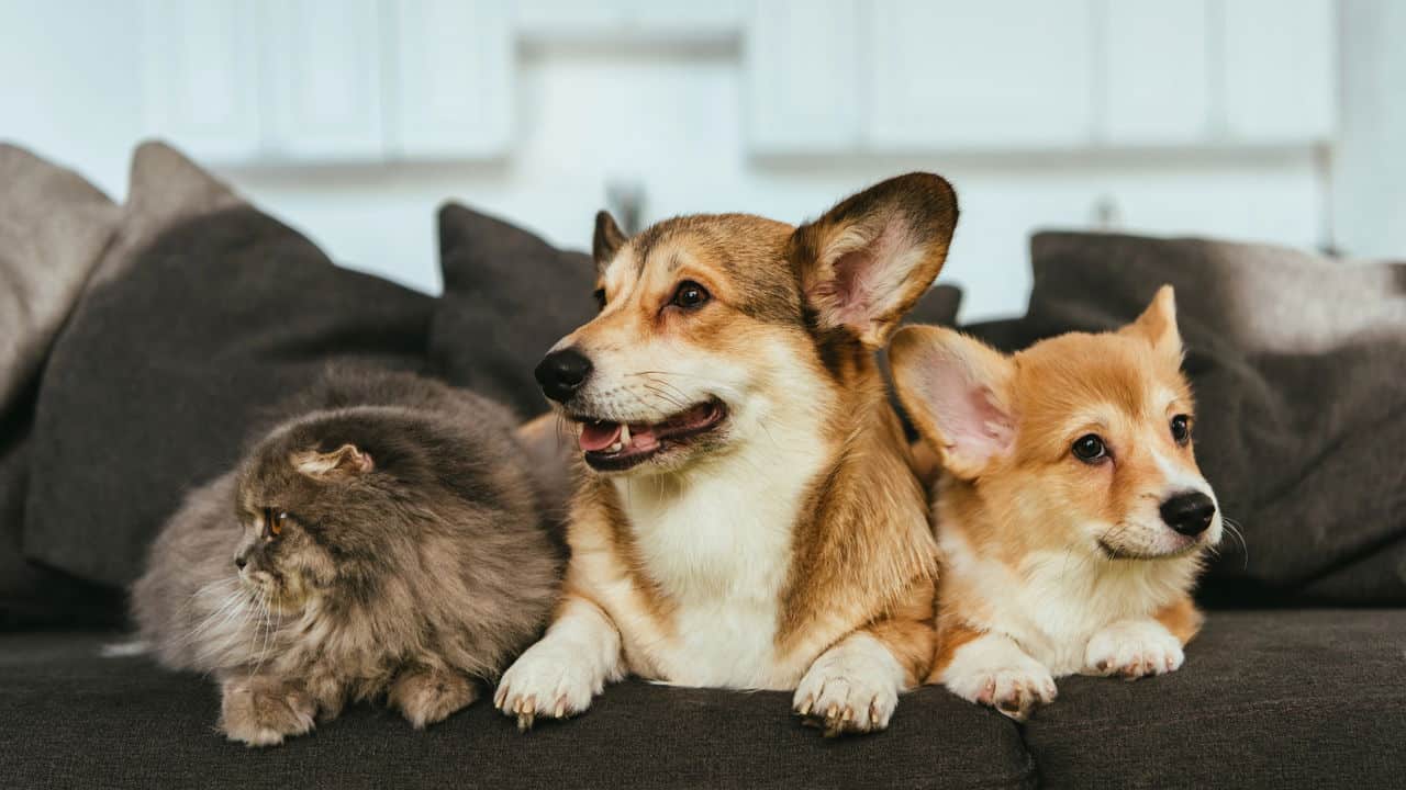 RG dos pets entenda como funciona e veja como fazer.jpg