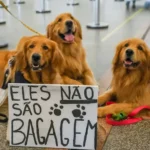 lei-joca-senado-aprova-regras-para-transporte-aereo-de-animais-tutores-de-pets-fazem-protesto-em-2024-no-aeroporto-juscelino-kubitschek-de-brasilia-cobrando-justica-pela-morte-do-golden-retriever-joca-durante-viagem-aerea-foto-fabio-rodrigues-pozzebom-agencia-brasil-foto-de-26-12-2024-tvt-news