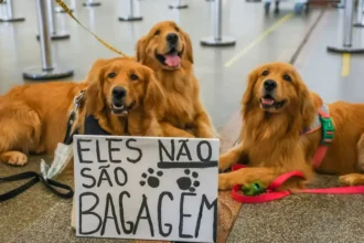 lei-joca-senado-aprova-regras-para-transporte-aereo-de-animais-tutores-de-pets-fazem-protesto-em-2024-no-aeroporto-juscelino-kubitschek-de-brasilia-cobrando-justica-pela-morte-do-golden-retriever-joca-durante-viagem-aerea-foto-fabio-rodrigues-pozzebom-agencia-brasil-foto-de-26-12-2024-tvt-news