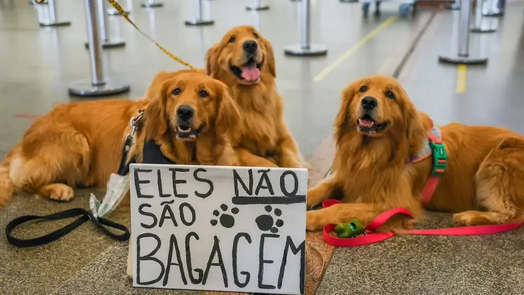 lei-joca-senado-aprova-regras-para-transporte-aereo-de-animais-tutores-de-pets-fazem-protesto-em-2024-no-aeroporto-juscelino-kubitschek-de-brasilia-cobrando-justica-pela-morte-do-golden-retriever-joca-durante-viagem-aerea-foto-fabio-rodrigues-pozzebom-agencia-brasil-foto-de-26-12-2024-tvt-news