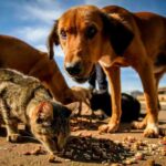 Sugestao feita a Lula preve inclusao de animais como dependentes.jpg