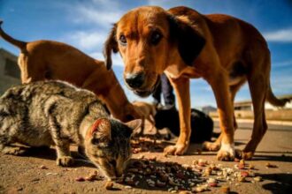Sugestao feita a Lula preve inclusao de animais como dependentes.jpg