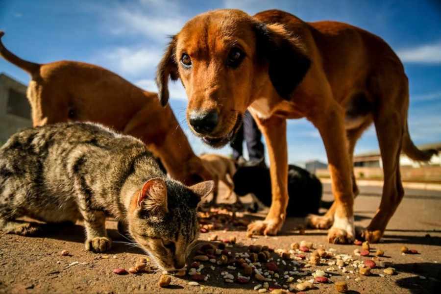 Sugestao feita a Lula preve inclusao de animais como dependentes.jpg