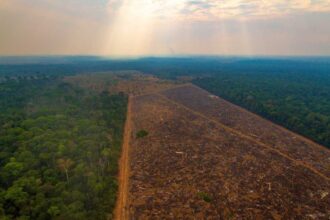 Amazonia alerta de desmatamento cresce e mobiliza governo.jpg