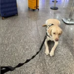 cachorro-de-crianca-com-autismo-e-barrado-de-voar-pela-tap-cachorro-teddy-de-servico-tinha-autorizacao-para-embarcar-por-ordem-judicial-foto-arquivo-pessoal-reproducao-tvt-news