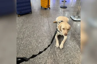 cachorro-de-crianca-com-autismo-e-barrado-de-voar-pela-tap-cachorro-teddy-de-servico-tinha-autorizacao-para-embarcar-por-ordem-judicial-foto-arquivo-pessoal-reproducao-tvt-news