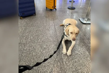cachorro-de-crianca-com-autismo-e-barrado-de-voar-pela-tap-cachorro-teddy-de-servico-tinha-autorizacao-para-embarcar-por-ordem-judicial-foto-arquivo-pessoal-reproducao-tvt-news