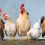 ministro-agricultura-anuncia-foco-gripe-aviaria-esta-contido-20-dias-brasil-deve-anunciar-que-esta-livre-gripe-aviaria-xuan-tuan-anh-dang-pixabay-tvt-news