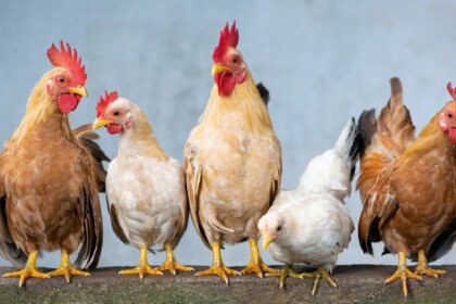 ministro-agricultura-anuncia-foco-gripe-aviaria-esta-contido-20-dias-brasil-deve-anunciar-que-esta-livre-gripe-aviaria-xuan-tuan-anh-dang-pixabay-tvt-news