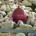 O-risco-de-infecções-em-humanos-pelo-vírus-da-gripe-aviária-é-baixo.-Foto:-Agência-Brasil/arquivo-tvt-news O-risco-de-infecções-em-humanos-pelo-vírus-da-gripe-aviária-é-baixo.-Foto:-Agência-Brasil/arquivo.