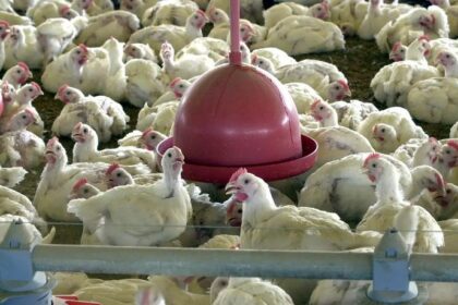 O-risco-de-infecções-em-humanos-pelo-vírus-da-gripe-aviária-é-baixo.-Foto:-Agência-Brasil/arquivo-tvt-news O-risco-de-infecções-em-humanos-pelo-vírus-da-gripe-aviária-é-baixo.-Foto:-Agência-Brasil/arquivo.