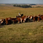 pib-cresce-1-4-no-1-trimestre-em-relacao-ao-trimestre-anterior-foto-agropecuaria-tvt-news