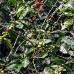 safra-de-cafe-deve-crescer-2-7-e-chegar-a-56-mi-de-sacas-em-2025-area-de-producao-deve-registrar-queda-de-1-4-foto-paula-laboissiere-agencia-brasil-tvt-news