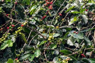 safra-de-cafe-deve-crescer-2-7-e-chegar-a-56-mi-de-sacas-em-2025-area-de-producao-deve-registrar-queda-de-1-4-foto-paula-laboissiere-agencia-brasil-tvt-news