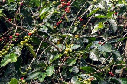 safra-de-cafe-deve-crescer-2-7-e-chegar-a-56-mi-de-sacas-em-2025-area-de-producao-deve-registrar-queda-de-1-4-foto-paula-laboissiere-agencia-brasil-tvt-news