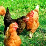 gripe-aviaria-tire-suas-duvidas-sobre-a-doenca-o-brasil-e-o-maior-exportador-de-frango-do-mundo-e-o-terceiro-maior-produtor-foto-px-here-tvt-news