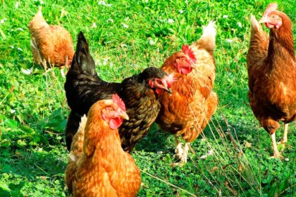 gripe-aviaria-tire-suas-duvidas-sobre-a-doenca-o-brasil-e-o-maior-exportador-de-frango-do-mundo-e-o-terceiro-maior-produtor-foto-px-here-tvt-news