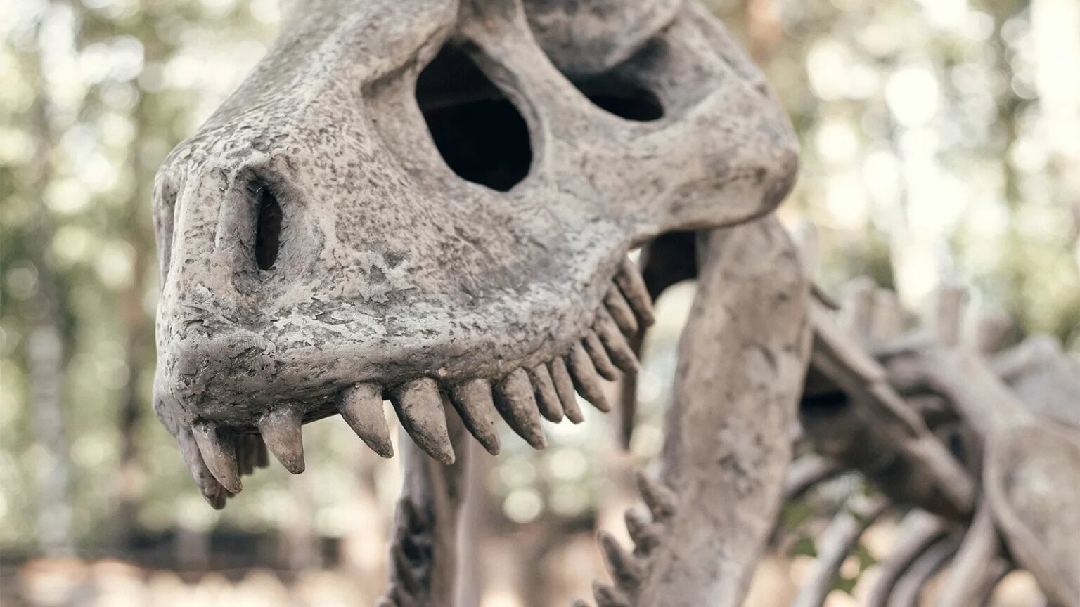 fossil-descoberto-brasil-lanca-luz-origem-dinossauros-nova-especie-itaguyra-occulta-paleontologos-brasileiros-argentinos-anastasiia-kozlikina-unsplash