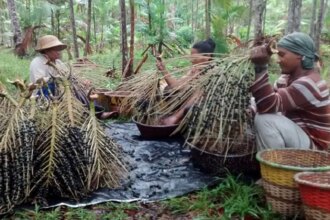 11-milhoes-vivem-unidades-de-conservacao-foto-ibge-tvt-news