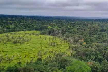 cerrado-maior-queda-desmatamento-ultimos-anos-tvt-news