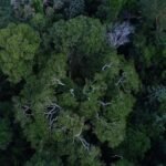 reuniao-otca-bogota-presenca-lula-discutira-cop30-divulgacao-tv-brasil-tvt-news