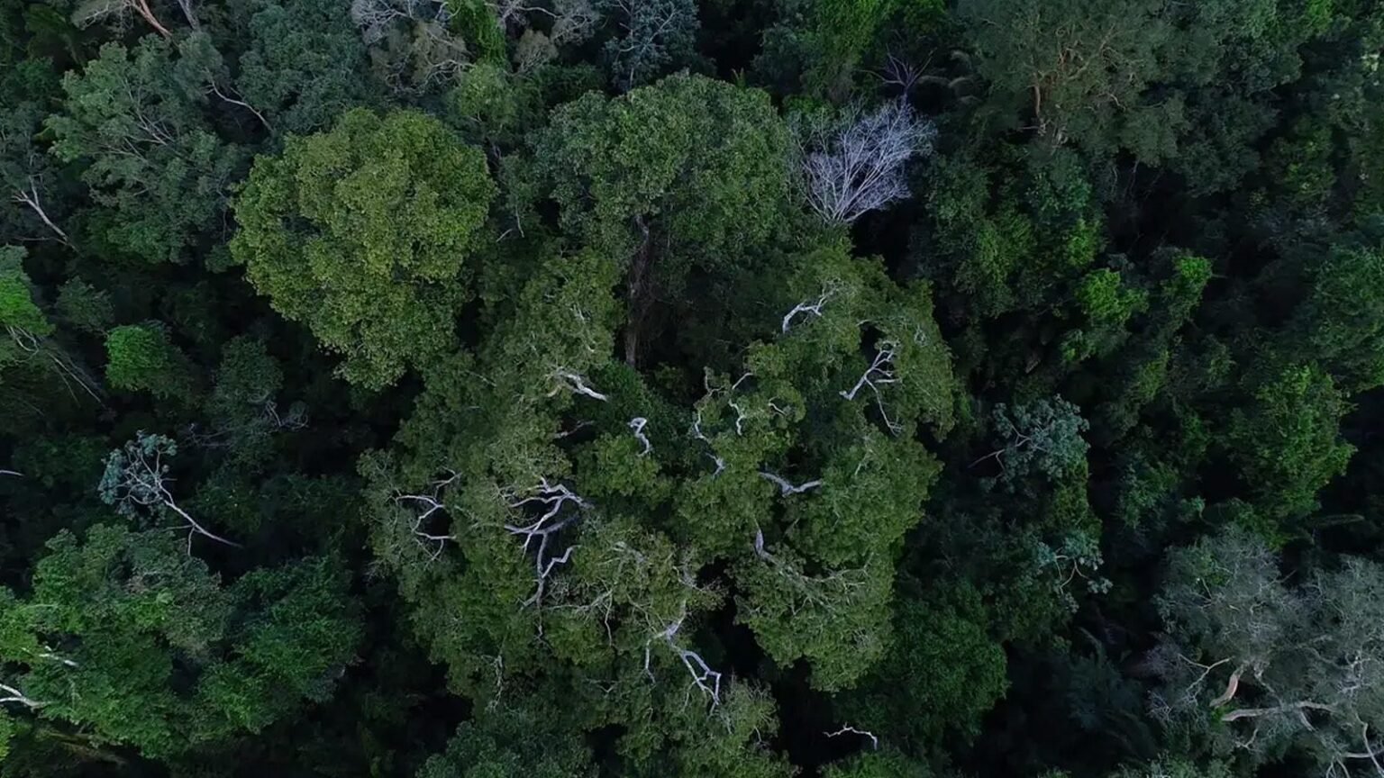 Reunião da OTCA em Bogotá terá presença de Lula e discutirá COP30 1 reuniao-otca-bogota-presenca-lula-discutira-cop30-divulgacao-tv-brasil-tvt-news