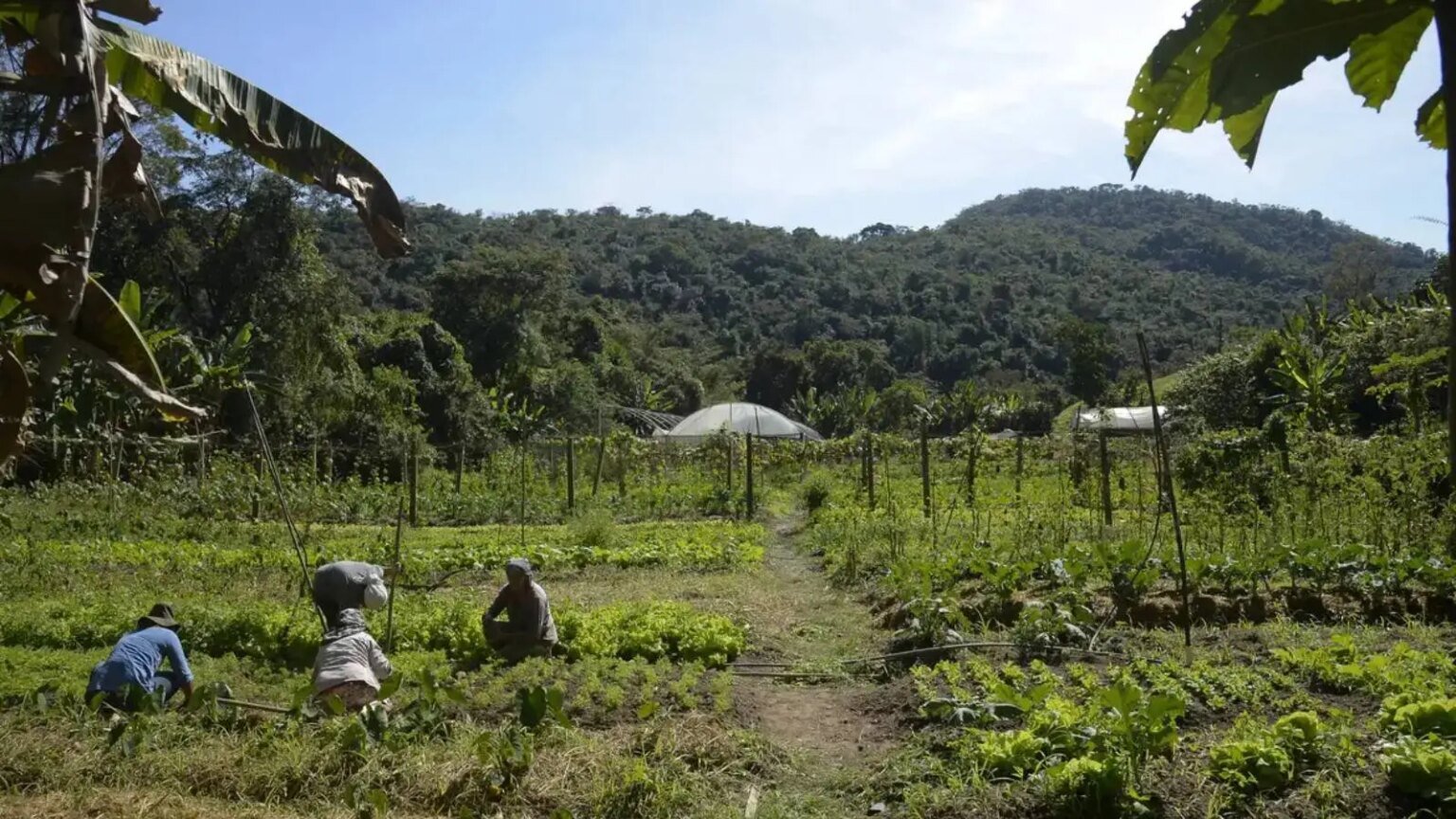 lula-autoriza-uso-de-r-12-bilhoes-para-renegociacao-de-dividas-rurais-tomei-a-decisao-de-darmos-mais-uma-garantia-ao-setor-disse-lula-foto-tomaz-silva-agenciabrasil-tvt-news