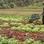 programa-de-aquisicao-de-alimentosconab-alerta-golpes-foto-sergio-amaral-tvt-news