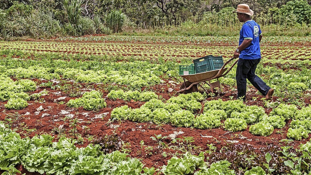 programa-de-aquisicao-de-alimentosconab-alerta-golpes-foto-sergio-amaral-tvt-news